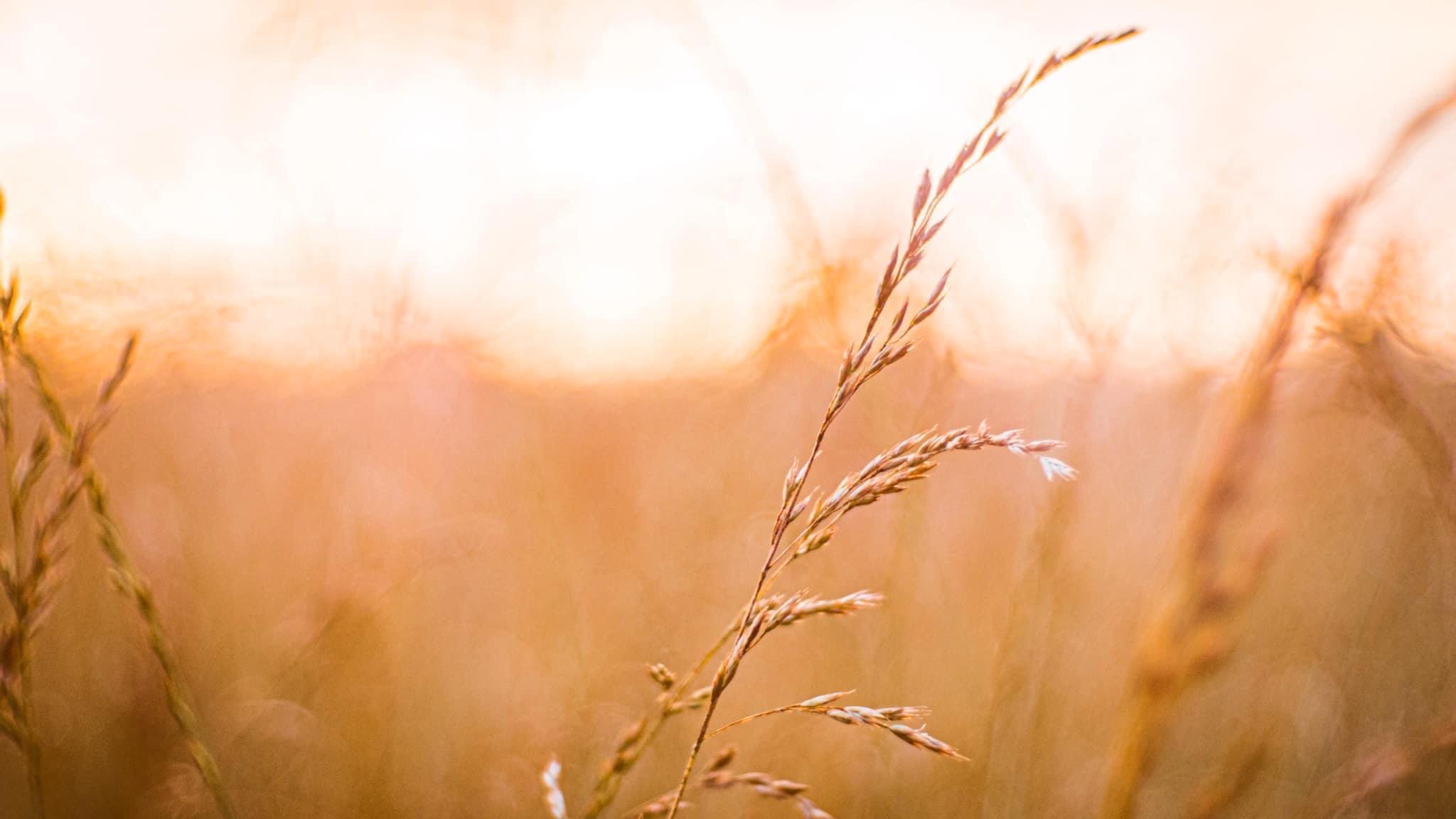 All things for the Messianic Home